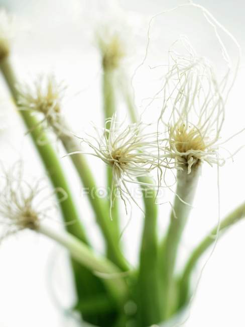 Spring onions in a glass — Stock Photo