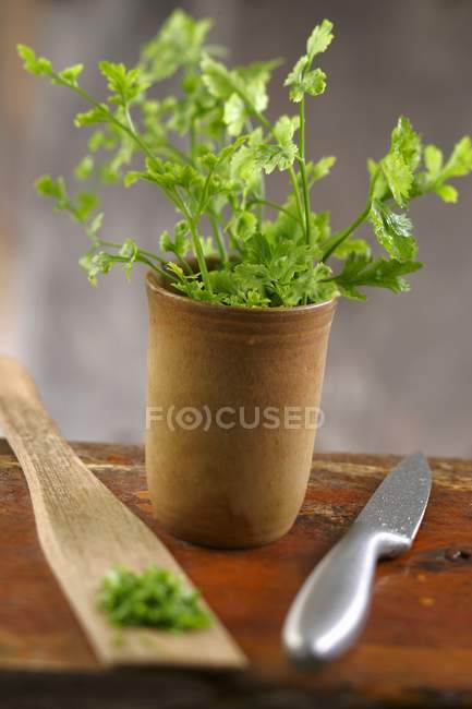 Vista close-up de um pote de planta Lovage e erva picada em espátula de madeira por faca — Fotografia de Stock