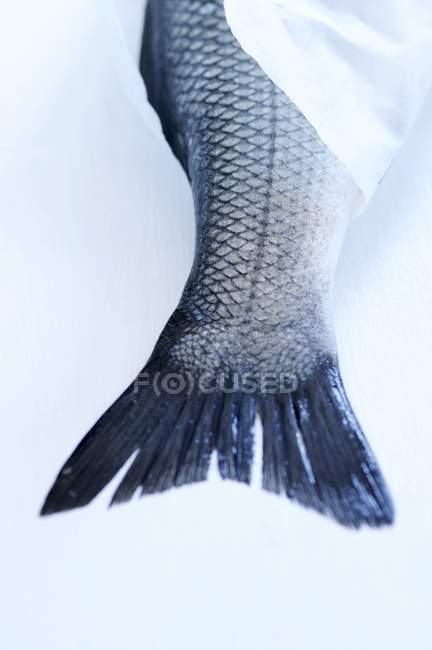 Cola de pescado envuelta en papel - foto de stock