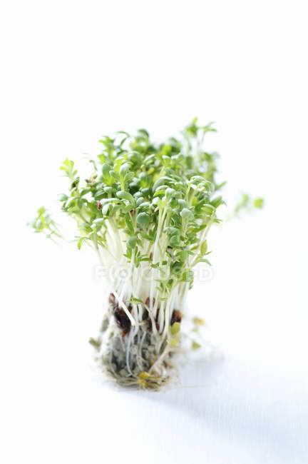 Crescione verde fresco — Foto stock