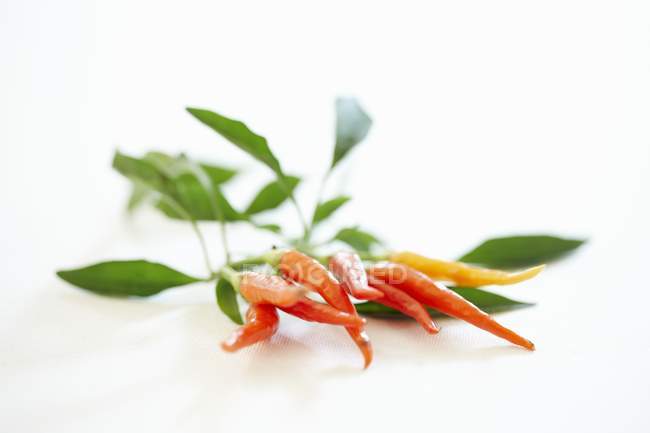 Red chillies with leaves — Stock Photo