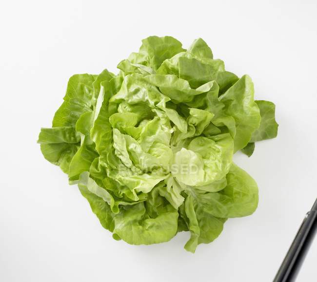 Fresh green lettuce — Stock Photo