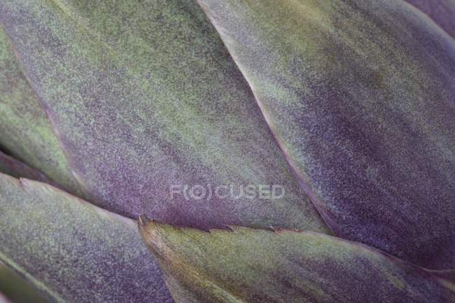 Texture of purple Artichoke — Stock Photo