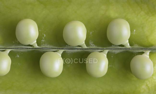 Fresh green Peas in pod — Stock Photo