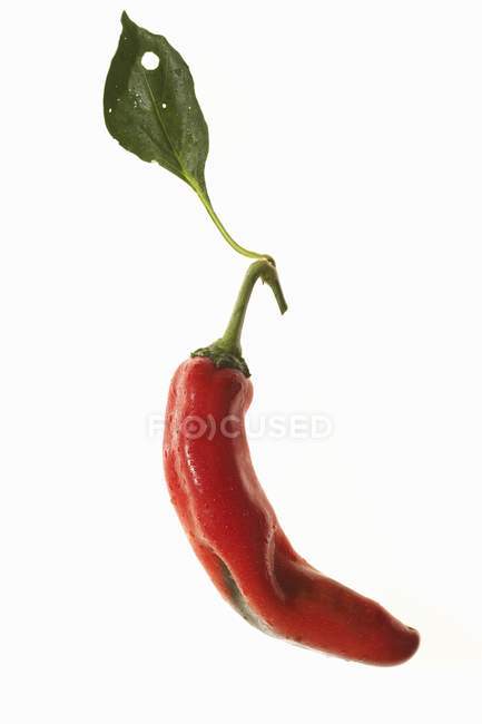 Eine rote Chilischote — Stockfoto