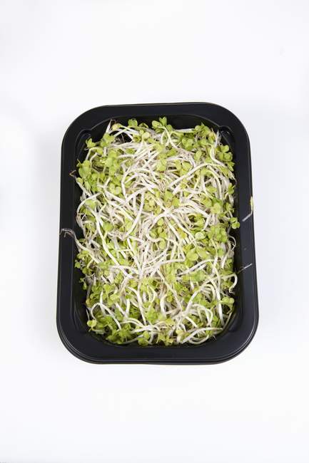 Various types of sprouts in black dish over white background — Stock Photo