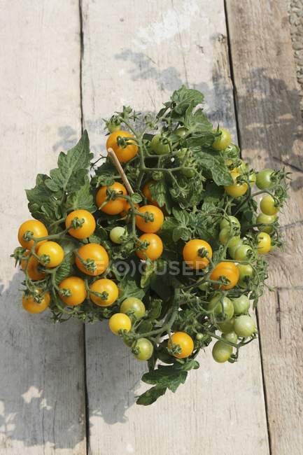 Yellow vine tomatoes in pot — Stock Photo