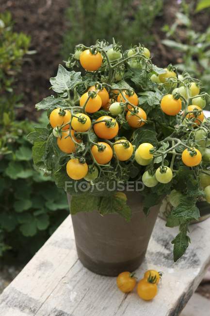 Yellow vine tomatoes in pot — Stock Photo