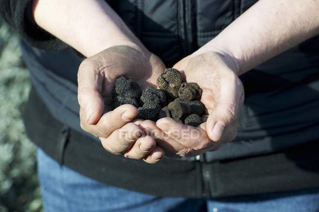 Tenant des truffes noires — Photo de stock