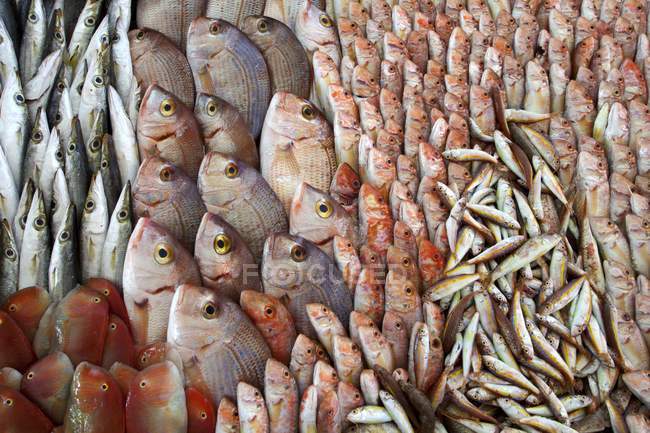 Pesce fresco mediterraneo — Foto stock