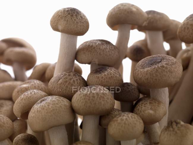 Frische Shimeji-Pilze — Stockfoto
