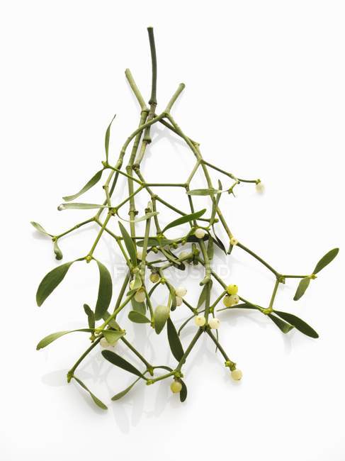 Closeup view of green sprigs of mistletoe with berries and leaves on white surface — Stock Photo
