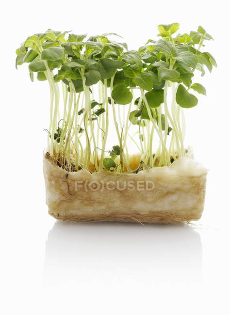 Close up of Shiso sprouts — Stock Photo
