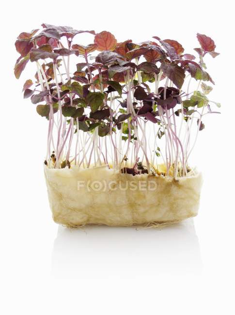 Close up of Red shiso isolated on white background — Stock Photo
