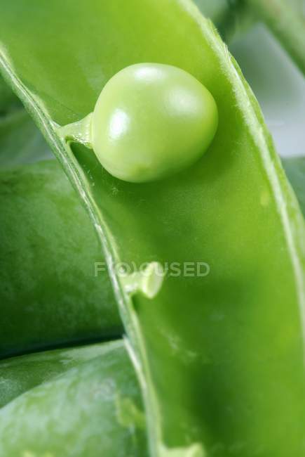 Eine rohe grüne Erbse in einer Schote — Stockfoto