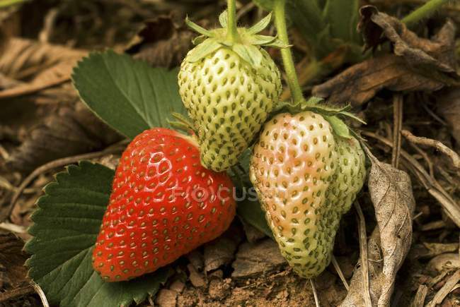 Reife und grüne Erdbeeren auf Pflanze — Stockfoto