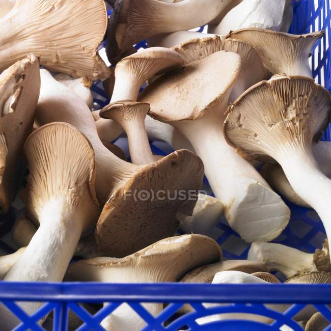 Свежий королевский трубный гриб — стоковое фото