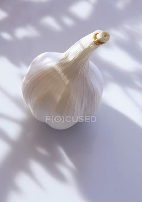 Garlic bulb in shadows — Stock Photo