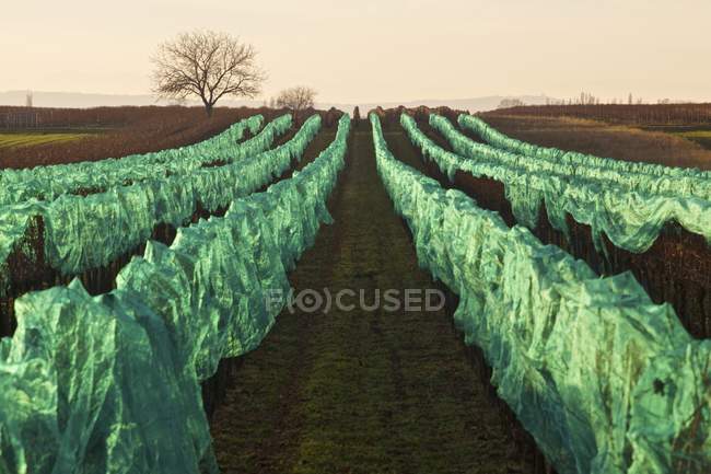 Weintrauben mit Netz geschützt in einem Weinberg in illmitz, Burgenland — Stockfoto