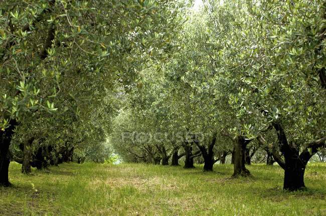 Оливковые деревья над зеленой травой на улице — стоковое фото