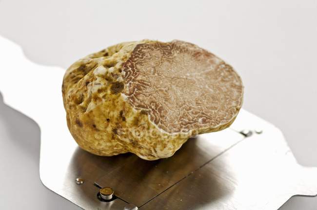 White truffle mushroom — Stock Photo