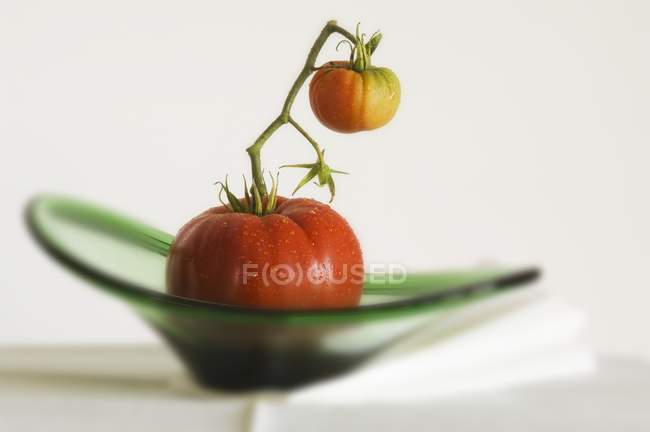 Tomaten am Weinstock mit Wassertropfen — Stockfoto