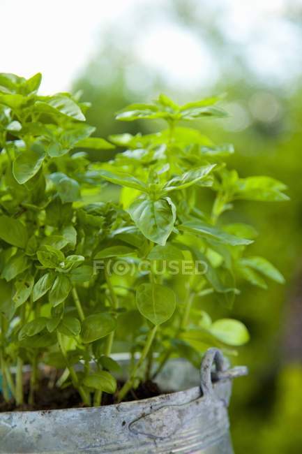 Hortelã verde fresca — Fotografia de Stock