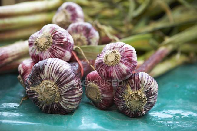 Пучки свежего фиолетового чеснока — стоковое фото