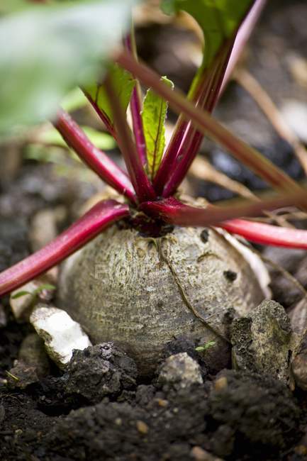 Beetroot in a vegetable patch outdoors — Stock Photo