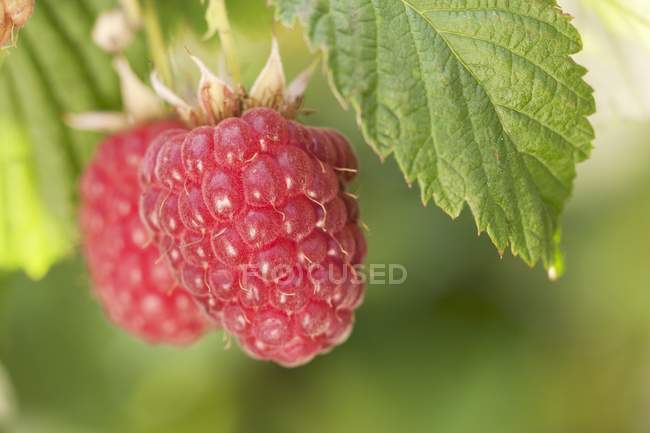 Close up of ripe raspberries — Stock Photo