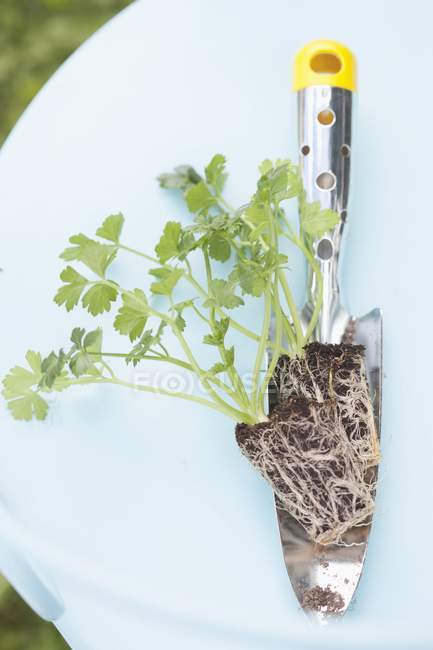A celeriac seedling on a trowel — Stock Photo
