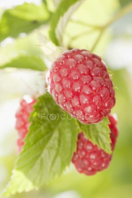 Close up of ripe raspberries — Stock Photo