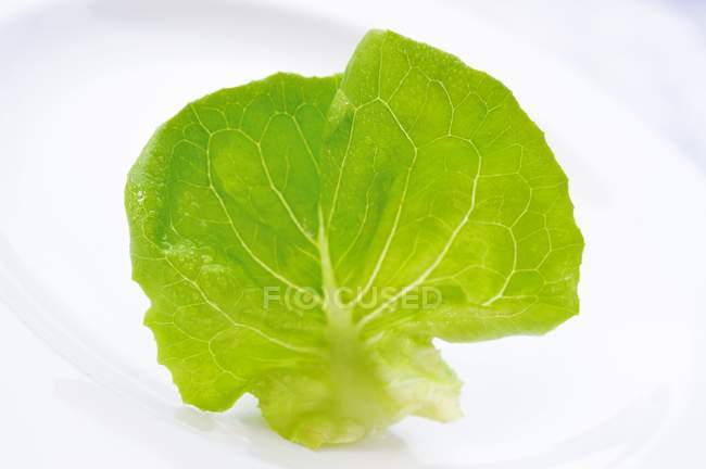 Foglia di lattuga verde — Foto stock