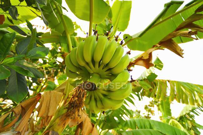 Bunch of unripe bananas — Stock Photo