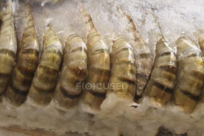 Frozen raw Tiger Shrimps — Stock Photo