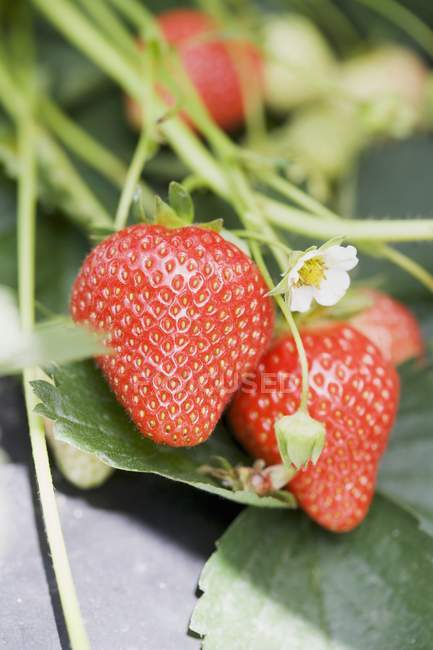 Strawberries and flowers on plant — Stock Photo