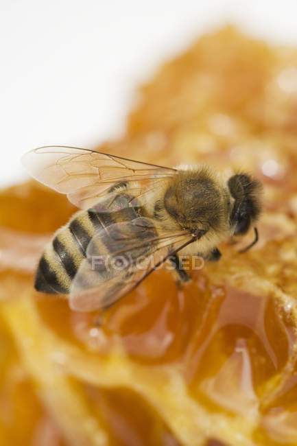 Бджола на стільниковий — стокове фото