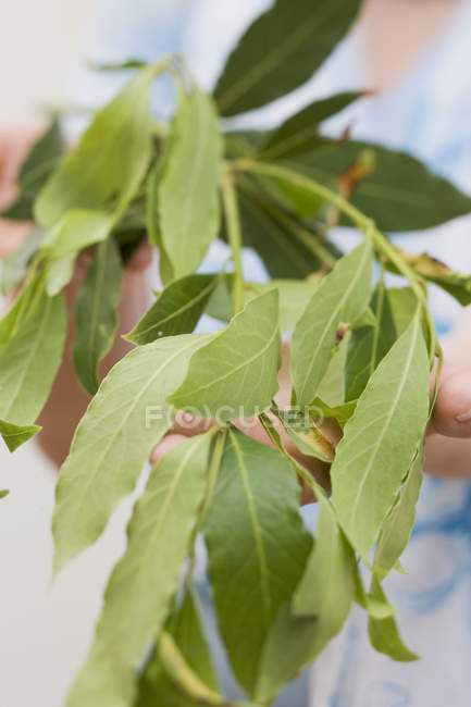 Donna che tiene foglie di alloro — Foto stock