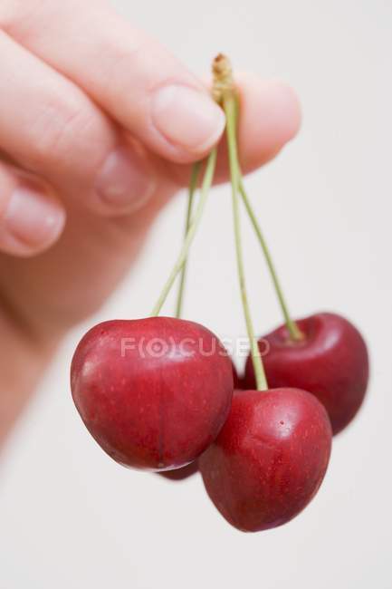 Female hand holding cherries — Stock Photo