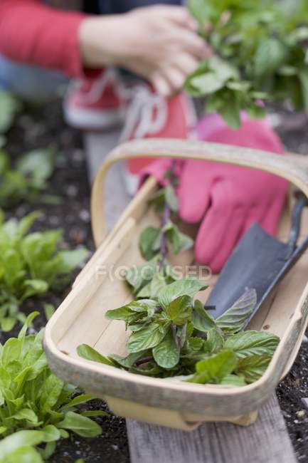 Menthe fraîche et ustensiles de jardin — Photo de stock