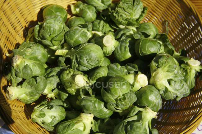 Organic Brussels Sprouts — Stock Photo
