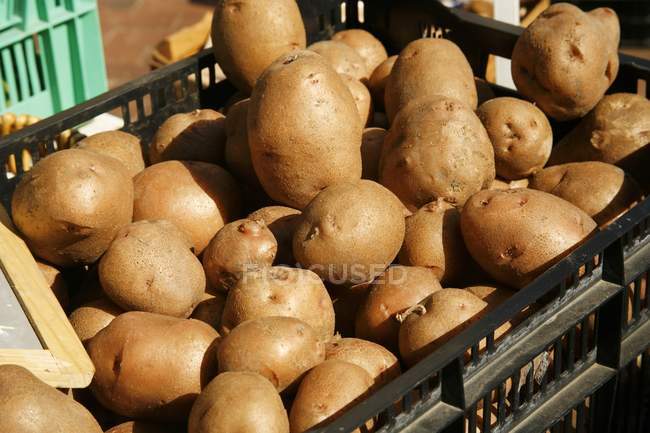 Patatas ecológicas frescas - foto de stock