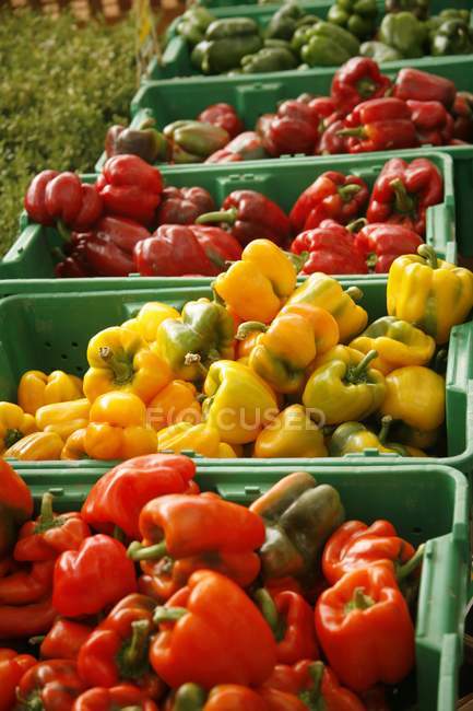 Colorful peppers in plastic crates — Stock Photo