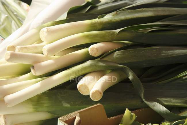 Oignons verts frais — Photo de stock