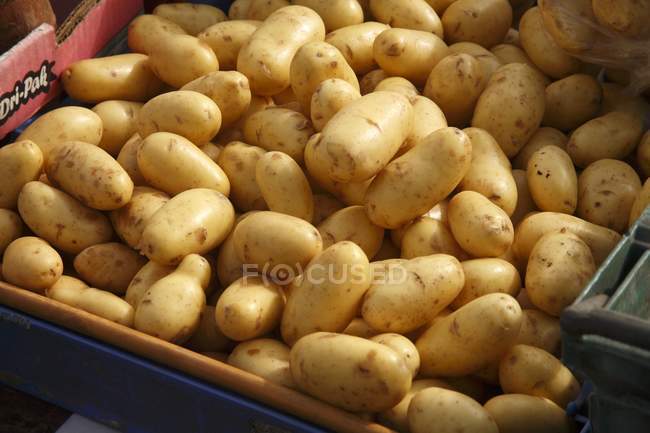 Frische Bio-Kartoffeln — Stockfoto