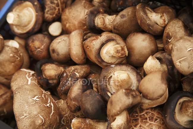 Кріміні гриби на ринку — стокове фото