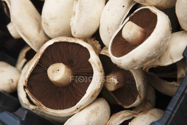 Portobella Mushrooms in Crate — Stock Photo