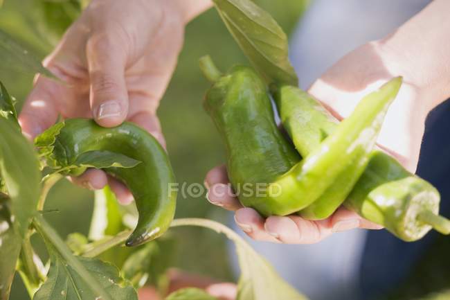 Femme cueillette chilis — Photo de stock