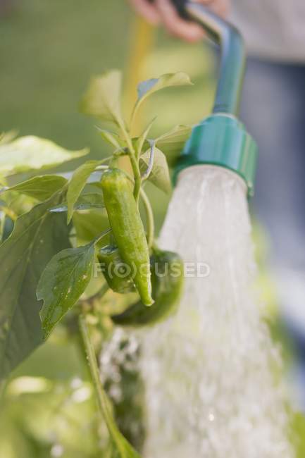Женщина поливает растения чили — стоковое фото