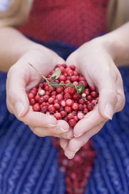 Mulher segurando lingonberries — Fotografia de Stock